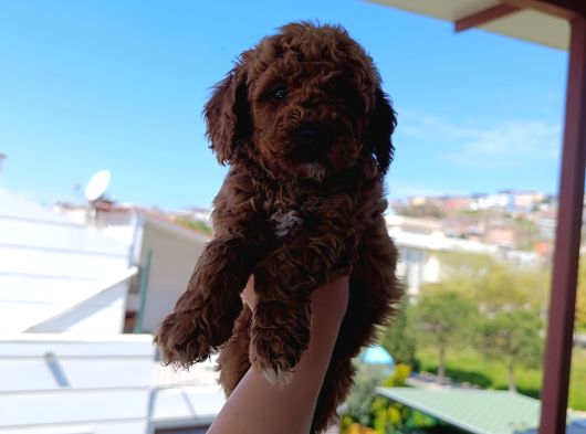 Toy Poodle Yavrularımız görsel