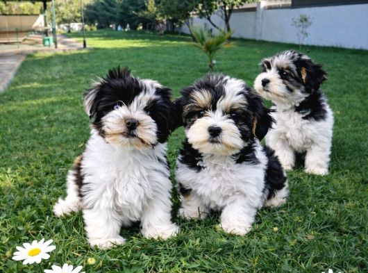 Gerçek Morki̇e Yavrular İstanbul Köpek Çi̇ftli̇ği̇nde görsel