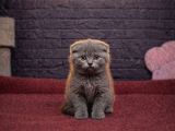 ŞİRİN SCOTTİSH FOLD KEDİLERİMİZ