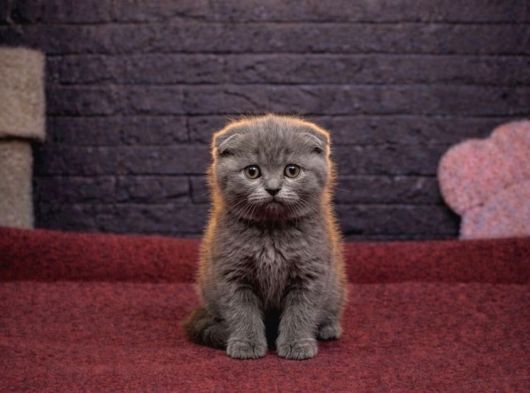 Şi̇ri̇n Scotti̇sh Fold Kedi̇leri̇mi̇z