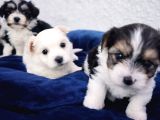 Gerçek Morki̇e Yavrular İstanbul Köpek Çi̇ftli̇ği̇nde