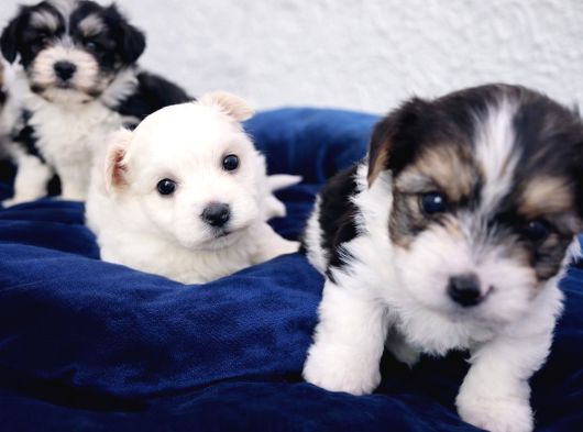 Gerçek Morki̇e Yavrular İstanbul Köpek Çi̇ftli̇ği̇nde görsel