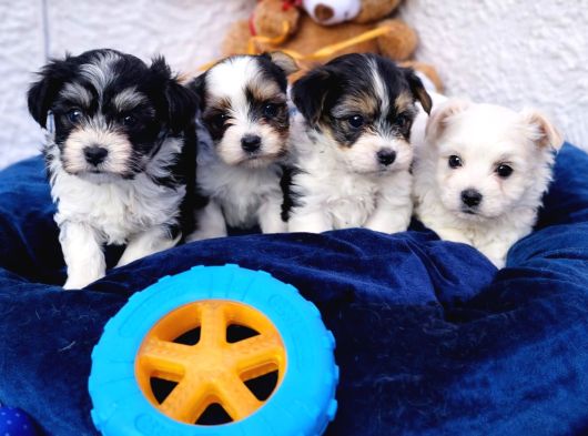 Gerçek Morki̇e Yavrular İstanbul Köpek Çi̇ftli̇ği̇nde görsel