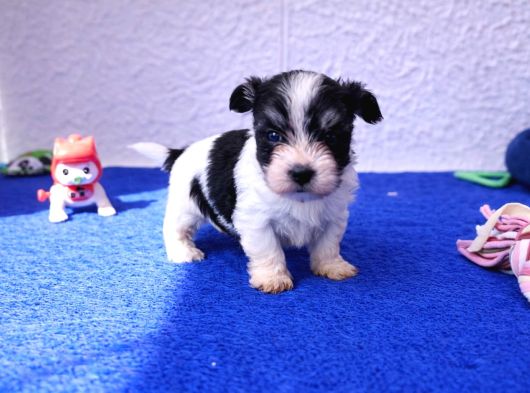 Gerçek Morki̇e Yavrular İstanbul Köpek Çi̇ftli̇ği̇nde