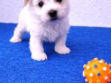 Gerçek Morki̇e Yavrular İstanbul Köpek Çi̇ftli̇ği̇nde