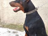 Doberman Köpeklerim