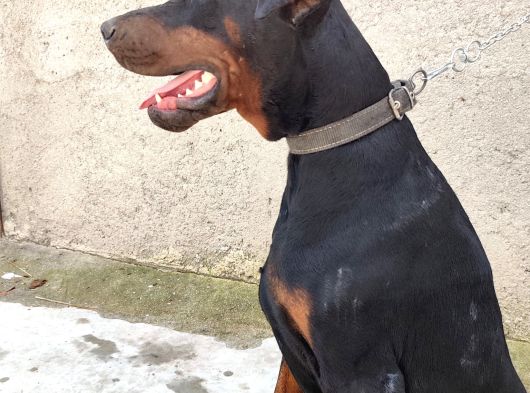 Doberman Köpeklerim görsel