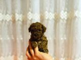 Bebek surat Gerçek toy poodle yavrusu
