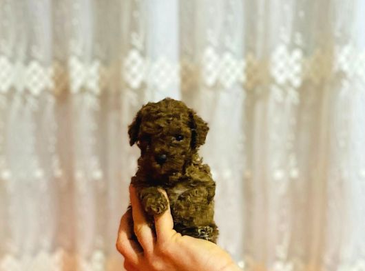 Bebek Surat Gerçek Toy Poodle Yavrusu