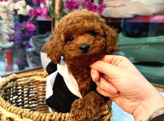 Mağazamızdan Red Toypoodle Yavrular  görsel