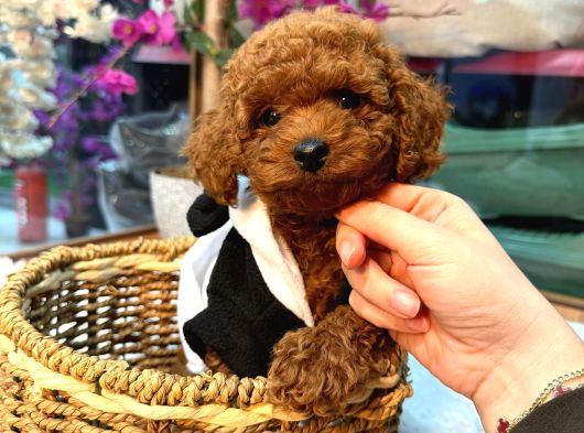 Mağazamızdan Red Toypoodle Yavrular  görsel