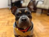 Tri-Colour amerikan Bully