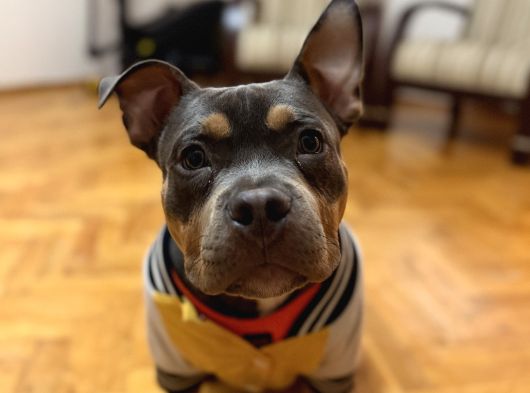 Tri-Colour Amerikan Bully