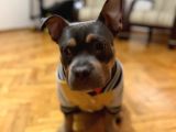 Tri-Colour Amerikan Bully