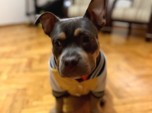 Tri-Colour Amerikan Bully görsel