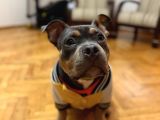 Tri-Colour Amerikan Bully