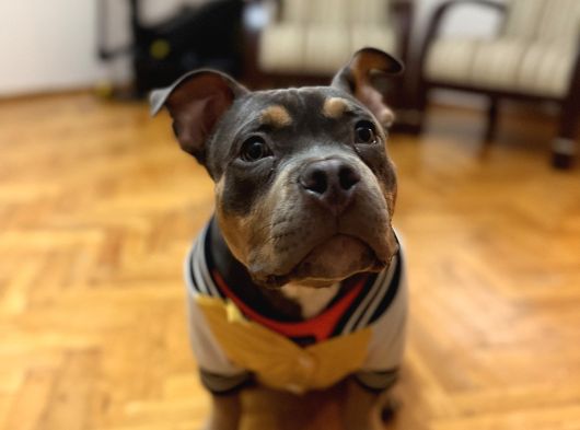 Tri-Colour Amerikan Bully görsel