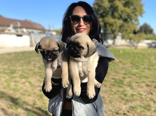 Pug Yavrularım Sağlık Ve Ped Eğitimlid görsel