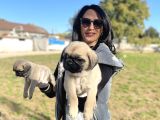 Pug yavrularım sağlık ve ped eğitimlid