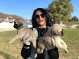 Pug Yavrularım Sağlık Ve Ped Eğitimlid