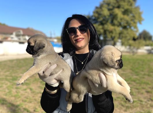 Pug Yavrularım Sağlık Ve Ped Eğitimlid görsel