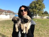 Pug Yavrularım Sağlık Ve Ped Eğitimlid