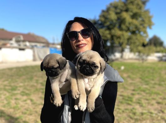 Pug Yavrularım Sağlık Ve Ped Eğitimlid görsel