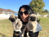 Pug Yavrularım Sağlık Ve Ped Eğitimlid