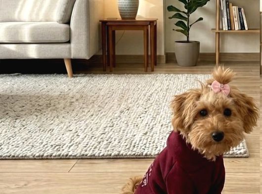 Maltipoo