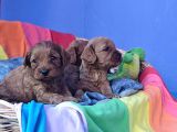 Gerçek Cavapoo Anne Babadan Orji̇nal Cavapoo