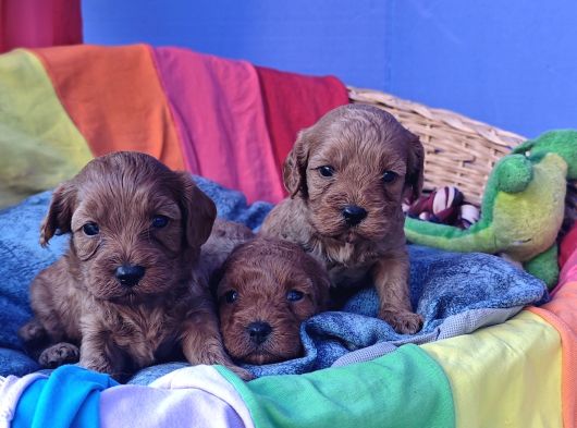 Gerçek Cavapoo Anne Babadan Orji̇nal Cavapoo görsel