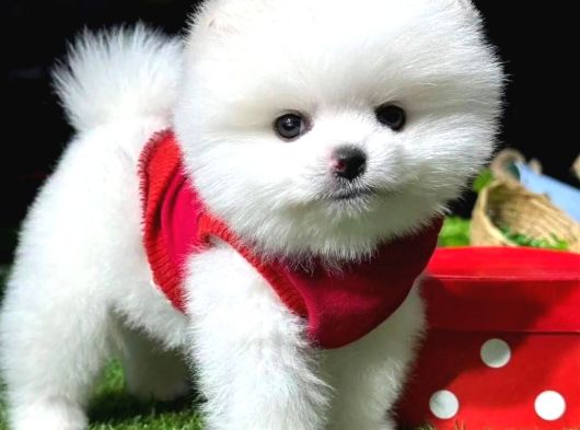 Karbeyaz Pomeranian Boo Yavrular Mağazamızdan Sizlerle görsel