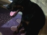 Doberman Köpeklerim