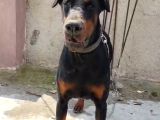 Doberman köpeklerim