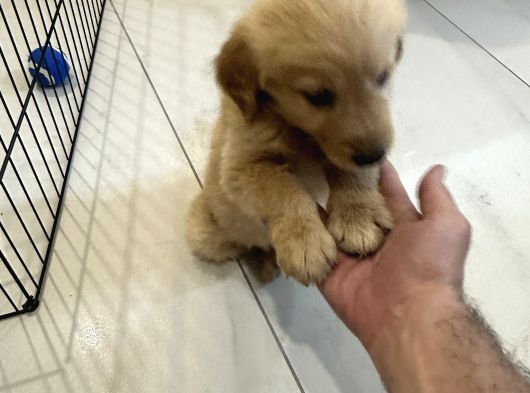 2 Aylik Yavru Erkek Golden görsel