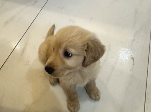 2 Aylik Yavru Erkek Golden görsel