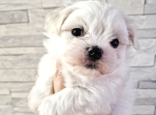Vecihiden Bembeyaz Garantili Mini Maltese Bebekler görsel