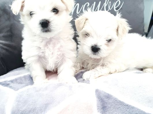 Vecihiden Bembeyaz Garantili Mini Maltese Bebekler