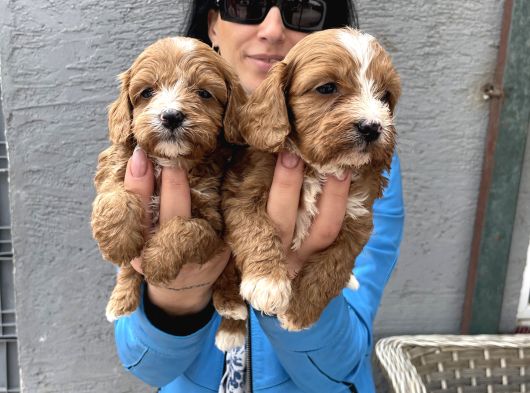 Maltipoo Yavrularım Ped Ve Sağlık Garantili görsel