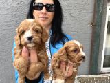 Maltipoo Yavrularım Ped Ve Sağlık Garantili