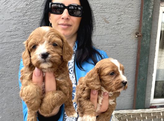 Maltipoo Yavrularım Ped Ve Sağlık Garantili görsel