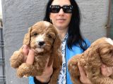 Maltipoo yavrularım ped ve sağlık garantili