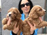 Maltipoo Yavrularım Ped Ve Sağlık Garantili
