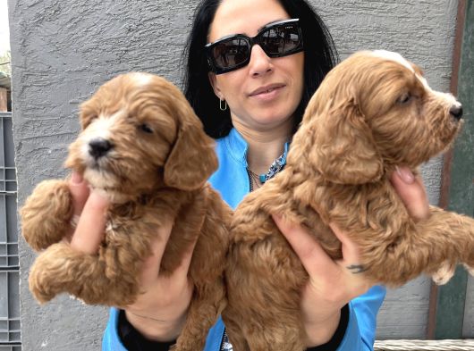 Maltipoo Yavrularım Ped Ve Sağlık Garantili görsel