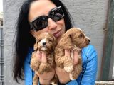 Maltipoo Yavrularım Ped Ve Sağlık Garantili