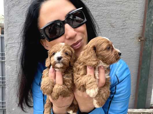 Maltipoo Yavrularım Ped Ve Sağlık Garantili görsel