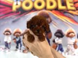 Teacup Poodle Mini Erkek