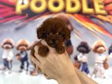 Teacup poodle mini erkek