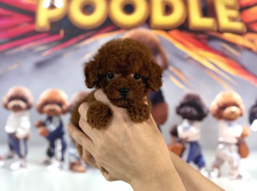 Teacup Poodle Mini Erkek