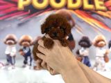 Teacup Poodle Mini Erkek